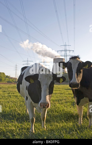 Kühe mit Rauchen Kühlturm Stockfoto