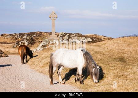 Welsh Mountain Ponys durch keltische Kreuz in National Nature Reserve auf Llanddwyn Island, Newborough, Anglesey, North Wales, UK. Stockfoto