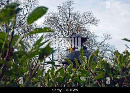 gesehen von der Rückseite und teilweise versteckten durch Gebüsch, Leslie Cubitt Bevis Statue von Sir Thomas mehr, Chelsea, London, england Stockfoto