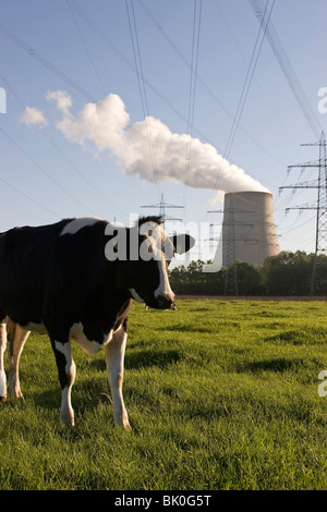 Kuh mit rauchen cool Tower und blauer Himmel Stockfoto