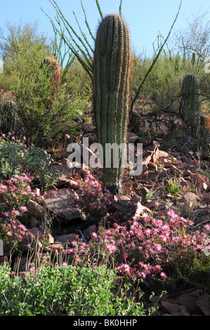 Ein Saguaro Kaktus, Fairy duster, und Ocotillo, Tucson Mountain Park, Sonoran Wüste, Tucson, Arizona, USA. Stockfoto