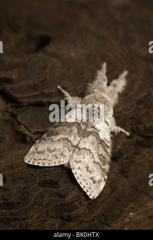 Blasse Grasbüschel (Calliteara Pudibunda) Stockfoto