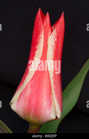 Geriffelte rosa und weiße Tulpe auf schwarzem Hintergrund Stockfoto