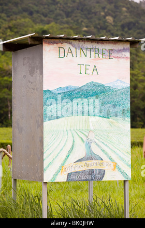 Tee-Plantage auf ehemals Regenwald bedeckte Fläche in Daintree, Queensland, Australien. Stockfoto