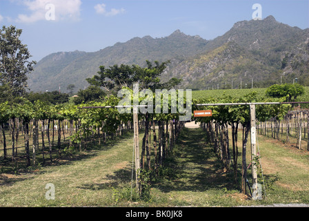 GranMonte Estate, Asoke Tal, Khao Yai, Thailand. Stockfoto