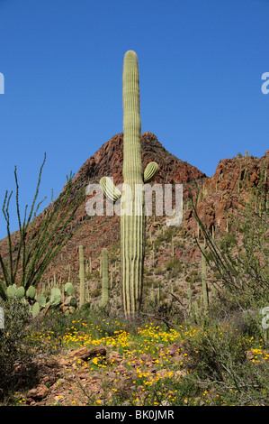 Saguaro Kaktus, (Carnegiea Gigantea) und mexikanische Mohn, (Argemone Mexicana), Tucson Berge, Tucson, Arizona, USA. Stockfoto