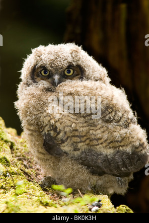 Große gehörnte Eule - Camano Island State Park, Washington USA Stockfoto