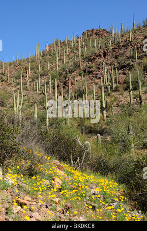 Saguaro Kaktus, (Carnegiea Gigantea) und mexikanische Mohn, (Argemone Mexicana), Tucson Berge, Tucson, Arizona, USA. Stockfoto