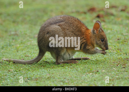 Red-necked Pademelon (Thylogale thetis) Ernährung in Lamington National Park, Australien. Stockfoto