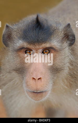 Long-tailed Macaque (Macaca Fascicularis) am westlichen Stadtrand von Bangkok, Thailand. Mai 2006. Stockfoto