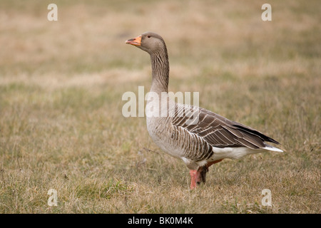 Graugans Gans Anser Anser Porträt des einzigen Erwachsenen stehen UK Stockfoto