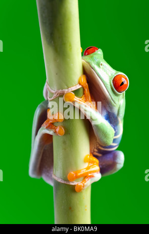 Red eyed Laubfrosch sitzt auf Bambus Stockfoto