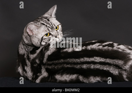 Britisch Kurzhaar Kater liegen Stockfoto