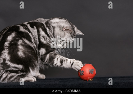 Britisch Kurzhaar Kater zu spielen Stockfoto