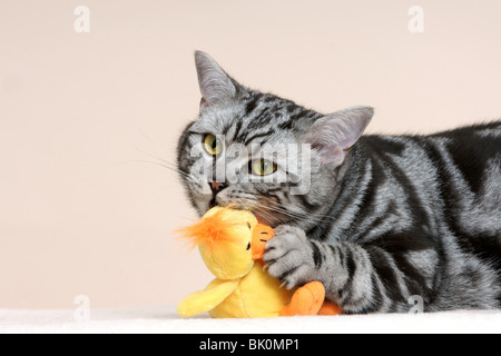 Britisch Kurzhaar Kater zu spielen Stockfoto