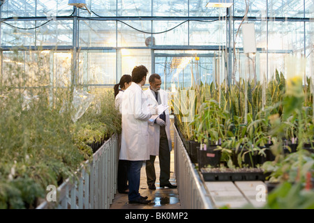 Wissenschaftler arbeiten im Gewächshaus Stockfoto