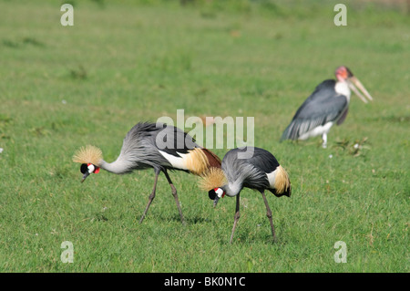 Zwei grau gekrönte Kräne Balearica Regulorum Fütterung im Grasland, Savanne Stockfoto