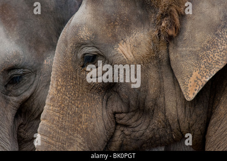 Zwei indische Elefanten ((Elephas Maximus) Stockfoto