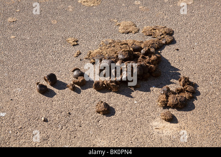 Pferd Gülle auf der Straße, Hampshire, England. Stockfoto