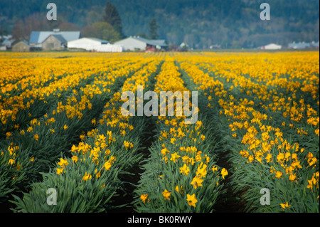 Im Skagit Valley, in der Nähe von Mount Vernon, Washington, USA sind die ersten Blumen blühen die schönen gelben Narzissen. Stockfoto