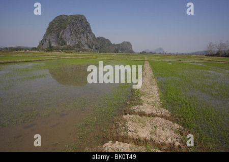 Eine Karstes Stein Felsformation inmitten von Reisfeldern in der Provinz Chiang Rai, Thailand Stockfoto