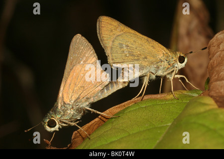 Skipper Schmetterlinge Paarung auf einem grünen Blatt Makro Nahaufnahme Schuss Stockfoto