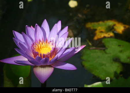 Rosa Wasser Lilly wächst in einem Teich Stockfoto