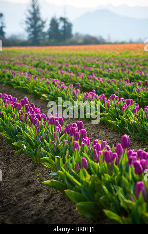 April ist die Tulpe Zeit im Skagit Valley, in der Nähe von Mount Vernon, Washington. Dies wurde während ihren Höhepunkt im RoozenGaarde Garten aufgenommen. Stockfoto