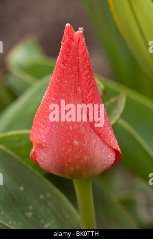 Geriffelte herzförmige rote Tulpe mit grünen Blättern Stockfoto