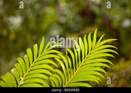 Tropischen Regenguss im Daintree Regenwald, Australien. Stockfoto