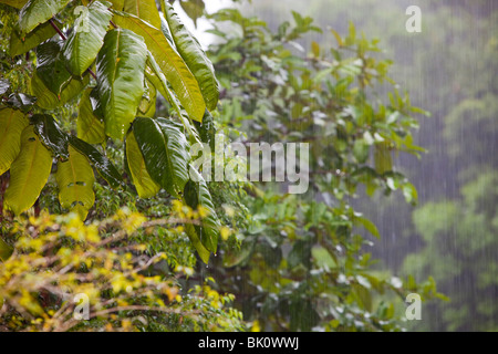 Tropischen Regenguss im Daintree Regenwald, Australien. Stockfoto