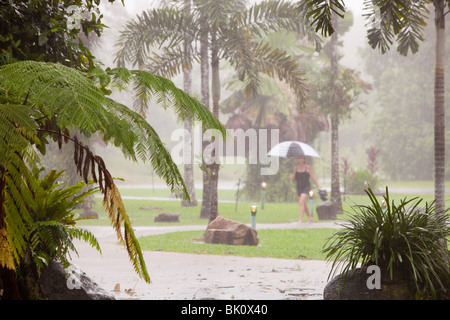 Tropischen Regenguss im Daintree Regenwald, Australien. Stockfoto