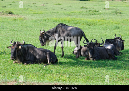 Eine Gruppe von blauen Gnus Connochaetes Taurinus ruht in afrikanischen Grasland, Savanne Stockfoto