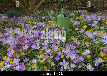 Frühlings-Krokus und Winter Aconites im Garten Einstellung Norfolk März Stockfoto