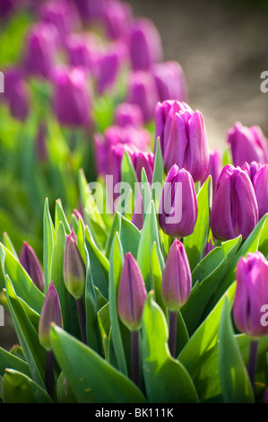 April ist die Tulpe Zeit im Skagit Valley, in der Nähe von Mount Vernon, Washington. Dies wurde während ihren Höhepunkt im RoozenGaarde Garten aufgenommen. Stockfoto