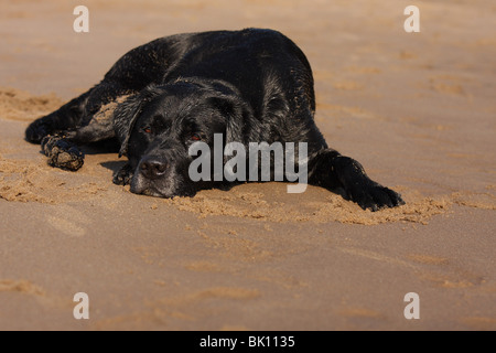 schwarzer Labrador Retriever Stockfoto