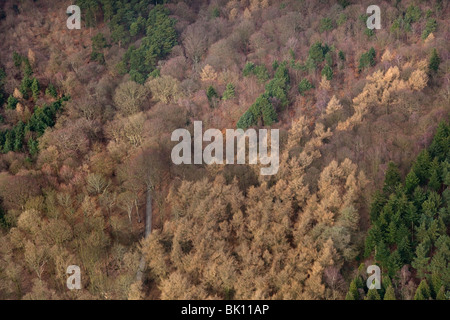 Koniferen und Buche Wald Luftbild von Sherringham Park Norfolk März Stockfoto