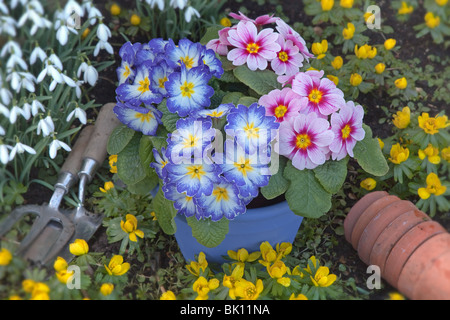 Blau und rosa Polyanthus bereit für den Winter Aconites und Schneeglöckchen im Garten auspflanzen Stockfoto