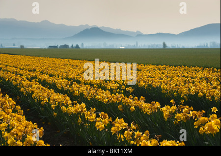 Im Skagit Valley, in der Nähe von Mount Vernon, Washington, USA sind die ersten Blumen blühen die schönen gelben Narzissen. Stockfoto