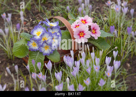 Blau und Rosa Primel mit Frühling Krokusse im Garten Stockfoto