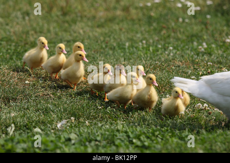 junge Muscovy Enten Stockfoto