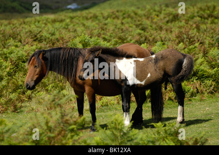 Hügel der Dartmoor Ponys Stockfoto