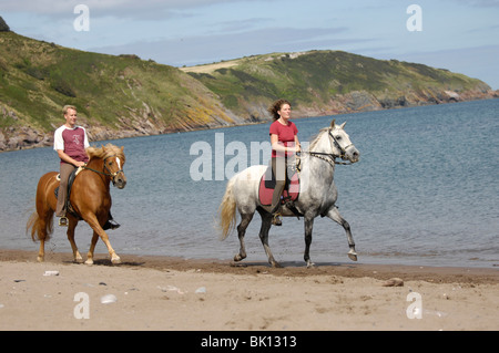 Fahrer auf Paso Fino und Haflinger Pferd Stockfoto