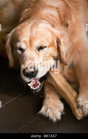 Hund kauen synthetischen Knochen Stockfoto