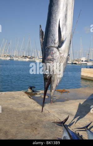 mediterrane Spearfish Billfish Kopf Tetrapturus Belone marlin Stockfoto