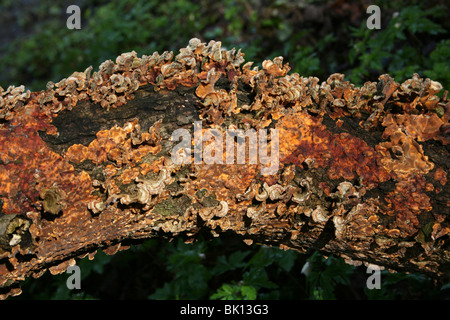 Hairy Stereum aka behaarte Vorhang Kruste Stereum Hirsutum Taken an Dibbinsdale LNR, Wirral, UK Stockfoto