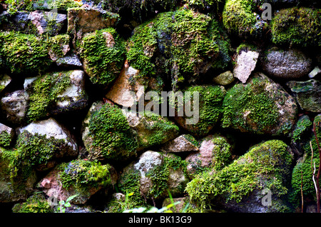 Schottland, Moos bedeckt Wand Stockfoto