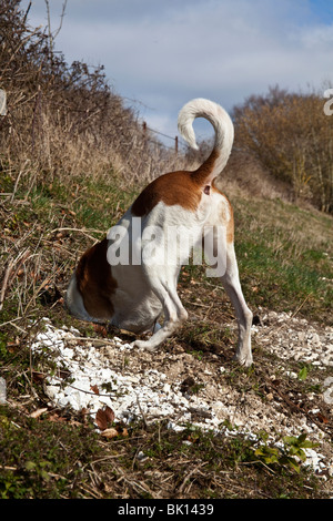 Weiß und Tan Mischling Hofhund untersucht ein Kaninchenloch, Hampshire, England. Stockfoto