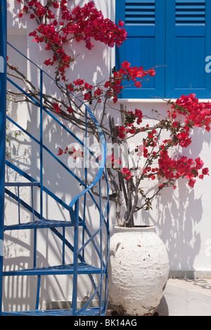 Rote Bougainvillea klettert auf einem weiß getünchten Haus auf Insel Serifos, Griechenland Stockfoto