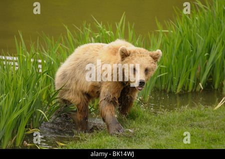 europäischer Braunbär Stockfoto